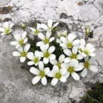 arenariagrandifloraherb2