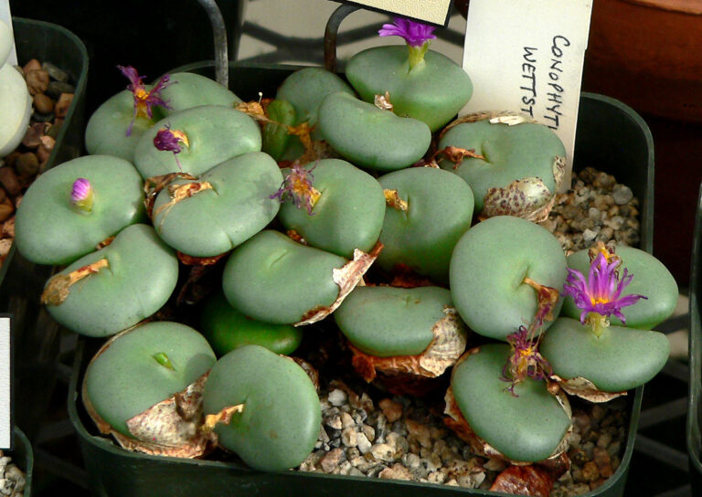 Conophytum wettsteinii (Conophytum wettsteinii)