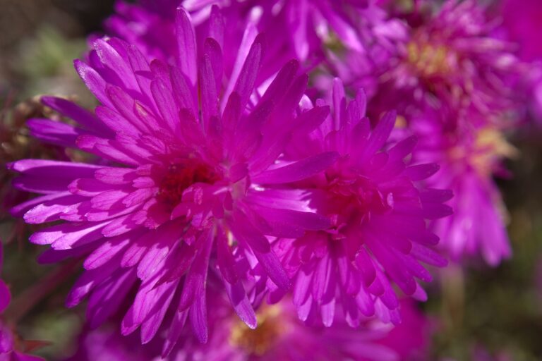 Lampranthus