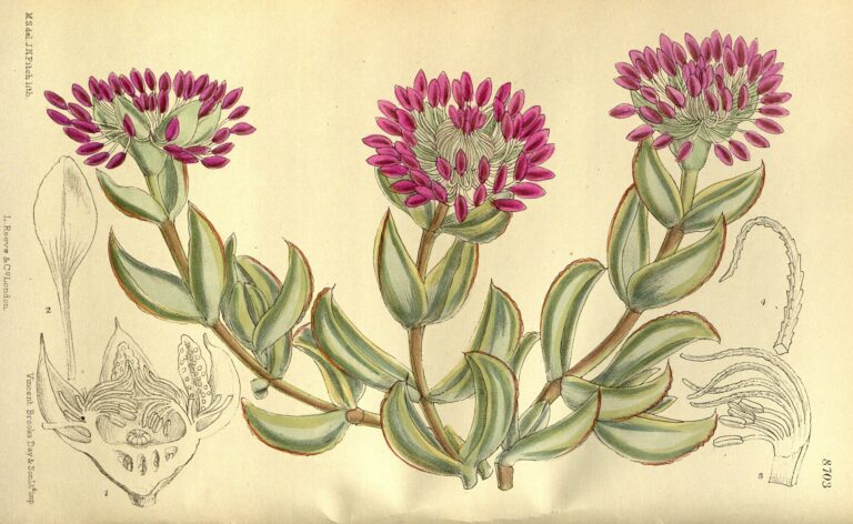 Kensitia (Erepsia pillansii)