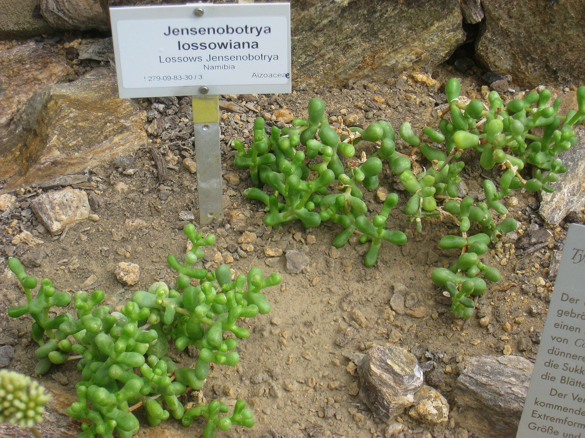 Jensenobotrya