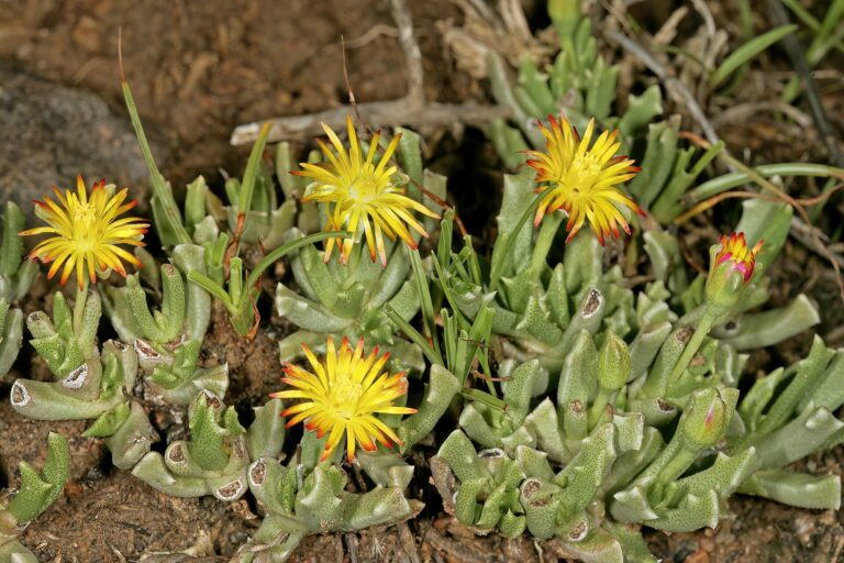 Chasmatophyllum (Chasmatophyllum)