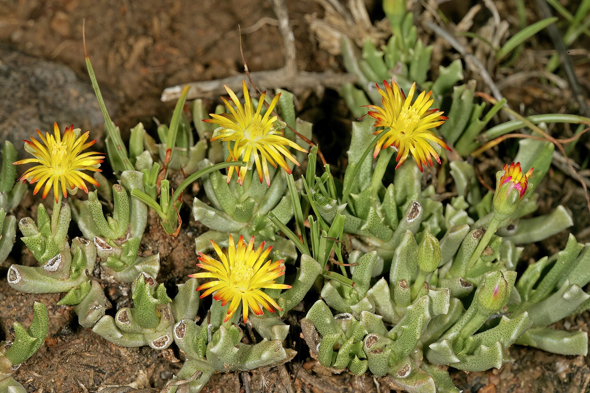 Chasmatophyllum