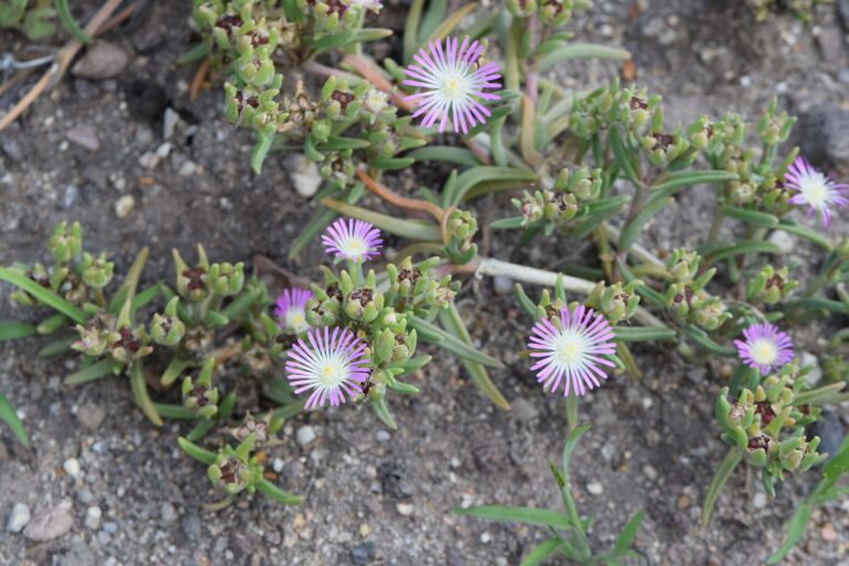Ebracteola (Ebracteola)
