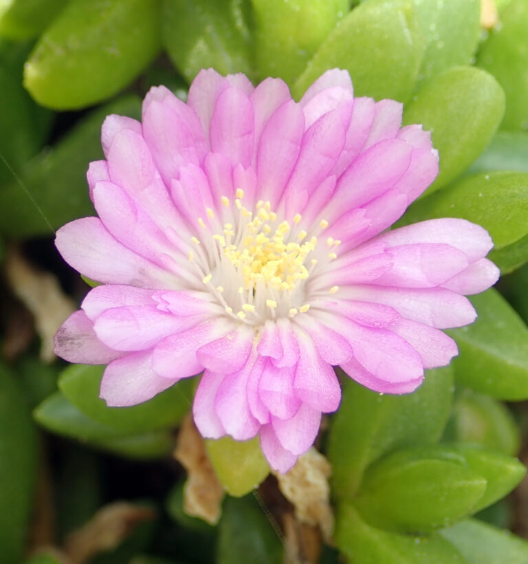 Disphyma (Disphyma)