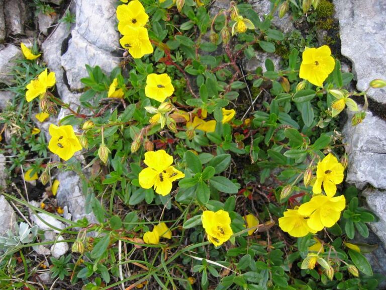 Devaterník penízkovitý (Helianthemum nummularium)