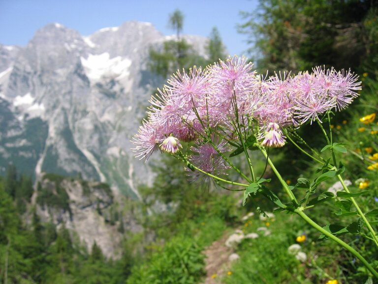 Žluťucha orlíčkolistá (Thalictrum aquilegiifolium)