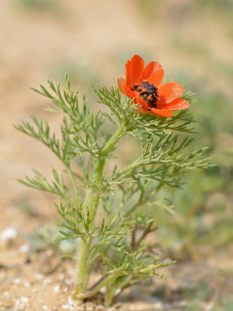 Hlaváček letní (Adonis aestivalis)