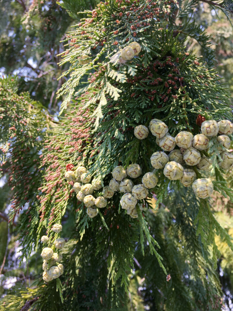Cypříšek lawsonův (Chamaecyparis lawsoniana)