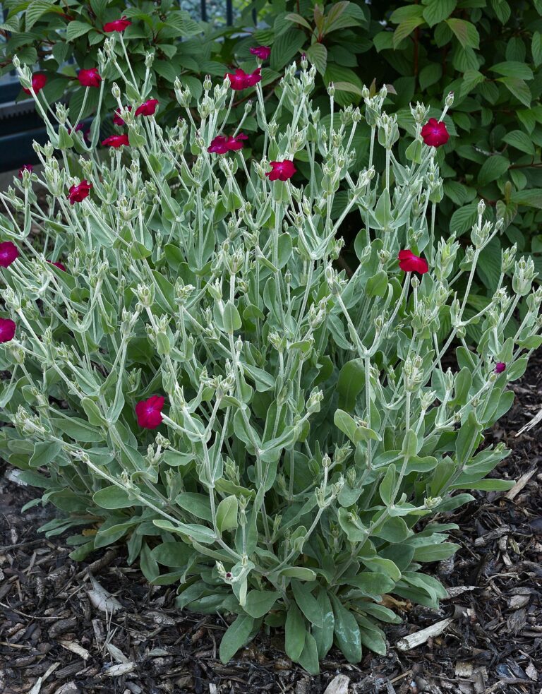Kohoutek věncový (Lychnis coronaria)