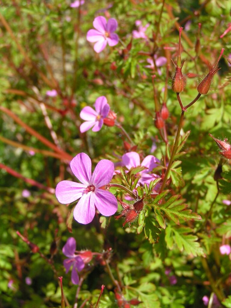 Kakost smrdutý Kakost smrdutý (Geranium robertianum)