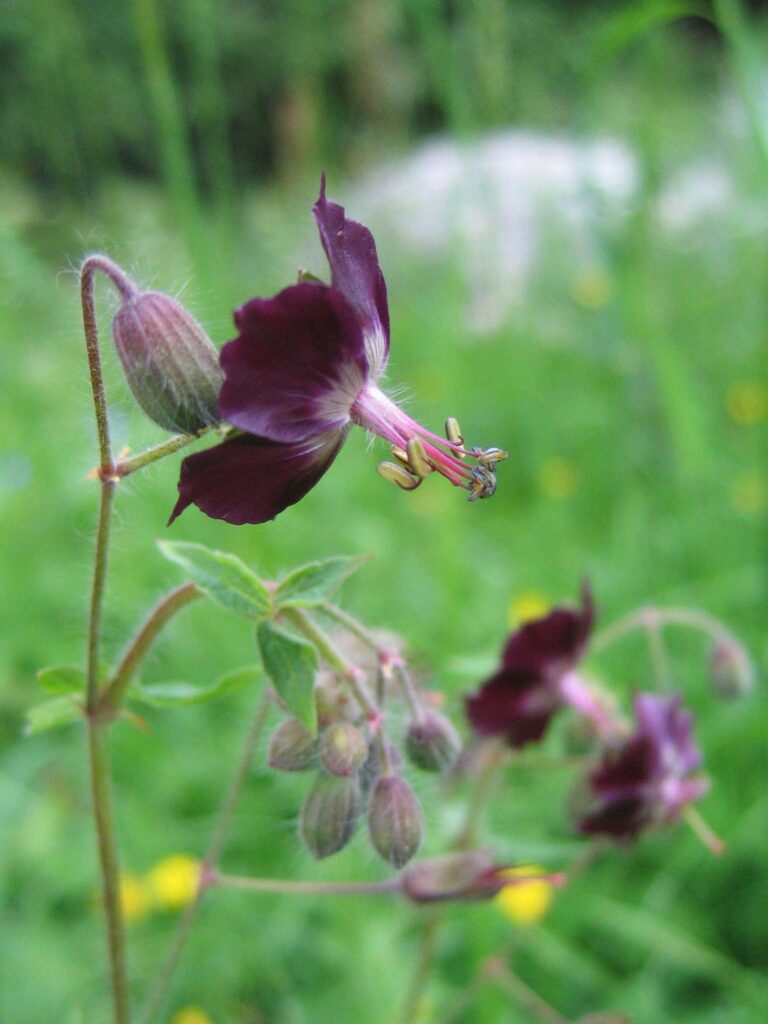Kakost hnědočervený (Geranium phaeum)