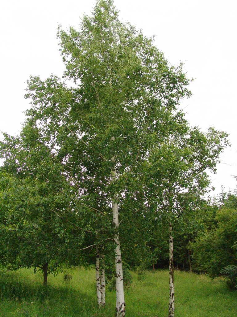 Bříza bradavičnatá