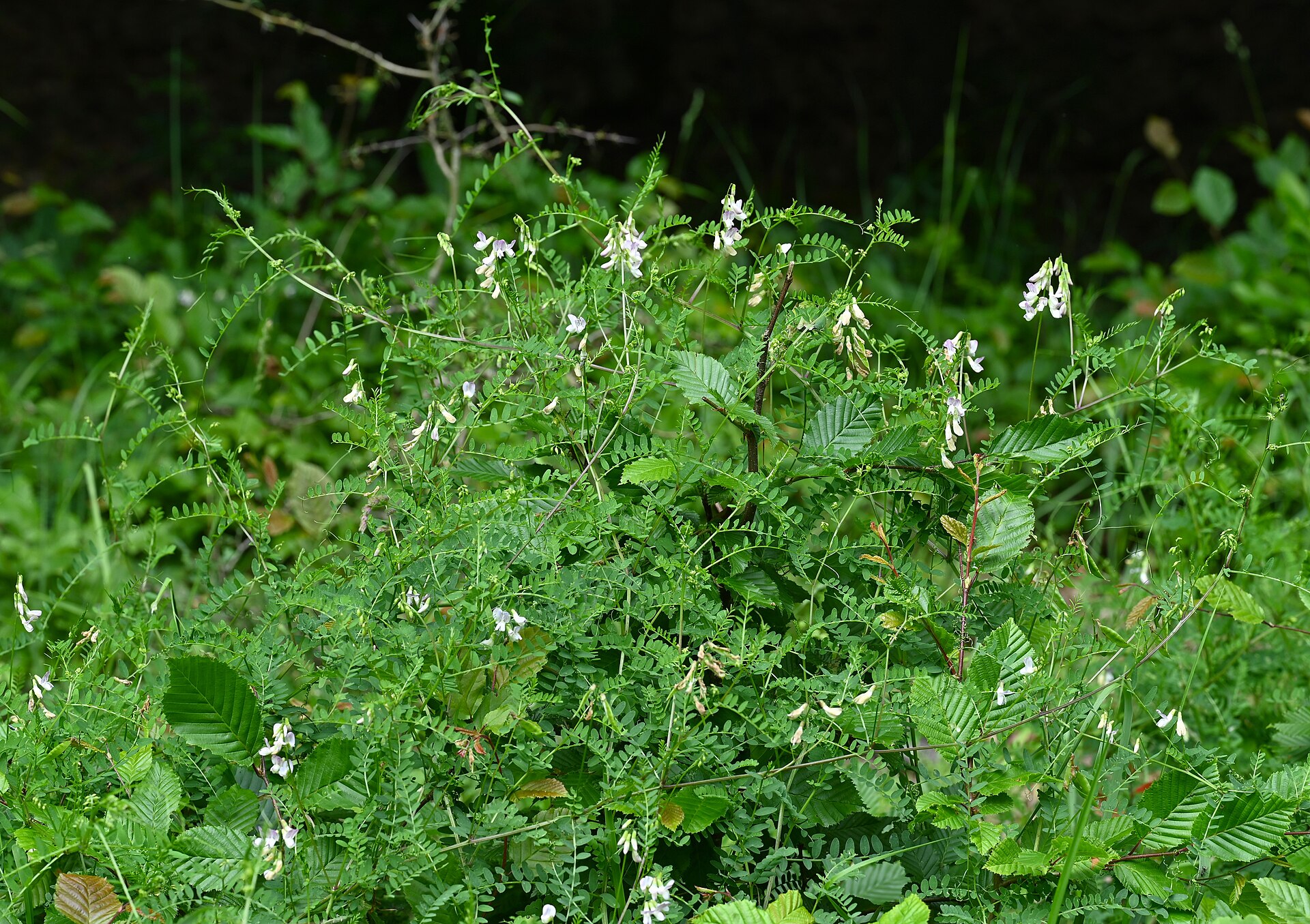 Vikev lesní