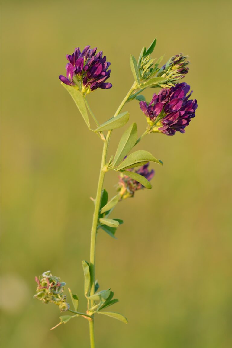 Tolice vojtěška Tolice vojtěška (Medicago sativa)