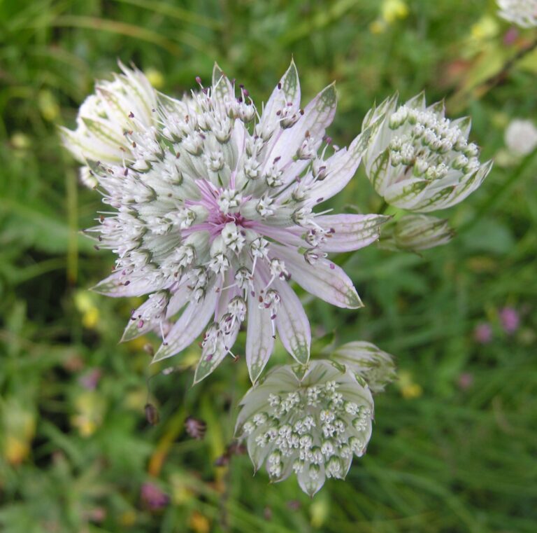 Jarmanka větší (Astrantia major)