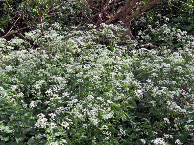 Kerblík lesní (Anthriscus sylvestris)