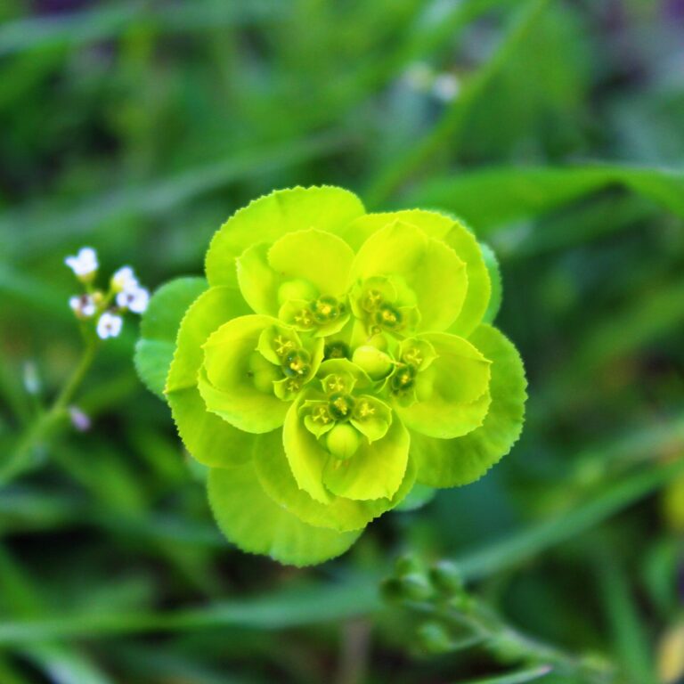 Pryšec kolovratec (Euphorbia helioscopia)
