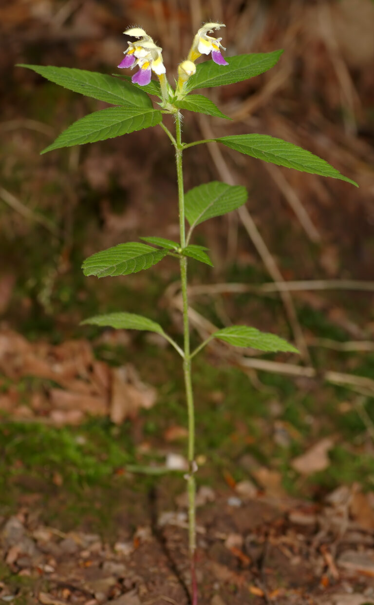 Konopice ozdobná (Galeopsis speciosa)