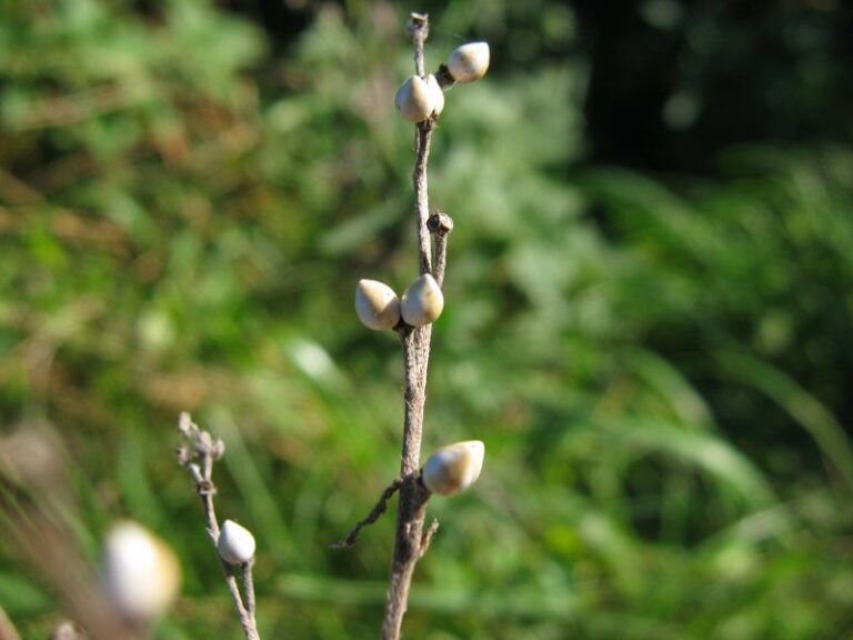 Kamejka lékařská Kamejka lékařská (Lithospermum officinale)