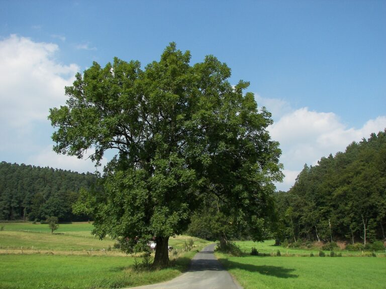 Jasan ztepilý (Fraxinus excelsior)