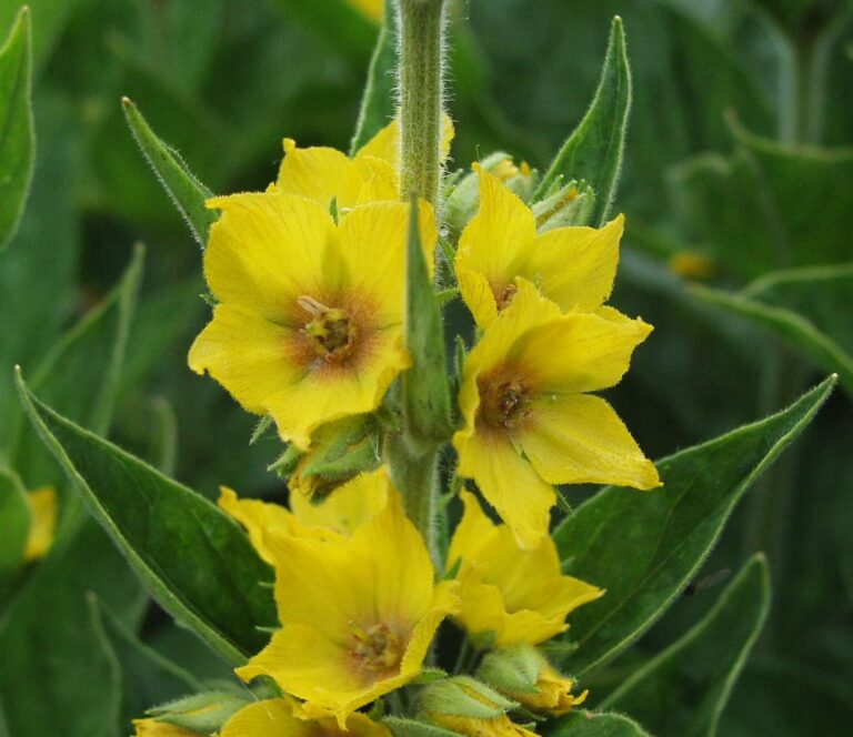 Vrbina tečkovaná (Lysimachia punctata)