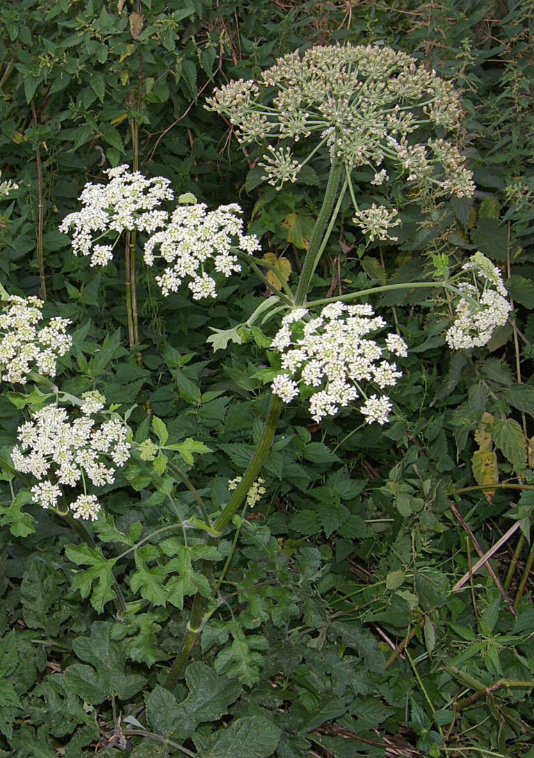 Bolševník obecný (Heracleum sphondylium)