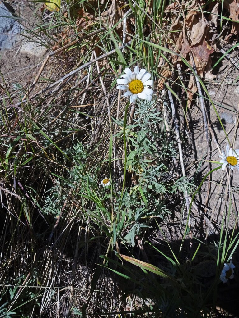 Kopretina bílá největší Kopretina bílá největší (Chrysanthemum leucanthemum)