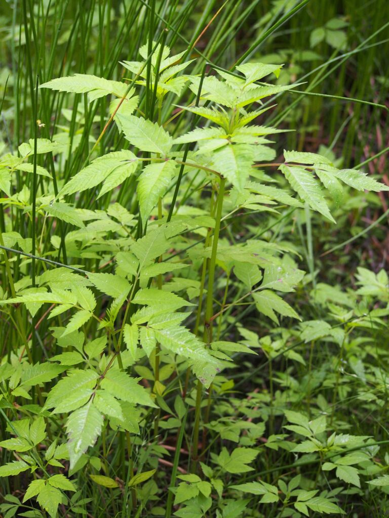 Dvouzubec trojdílný (Bidens tripartita)