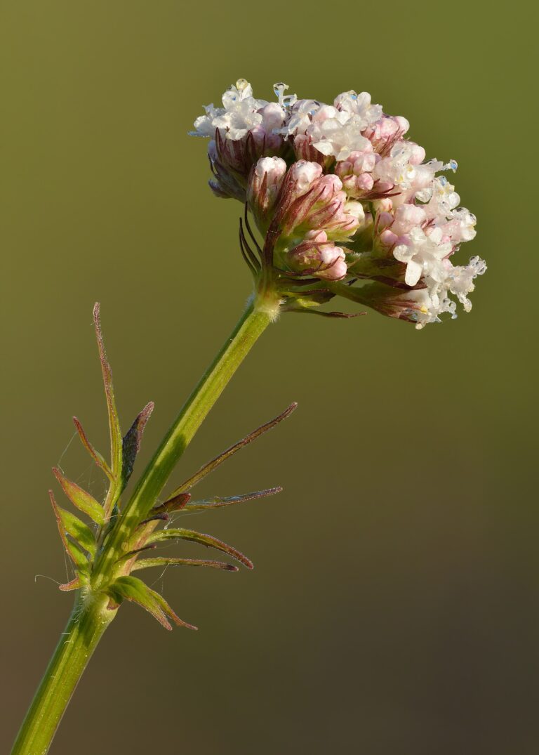 Kozlík lékařský (Valeriana officinalis)