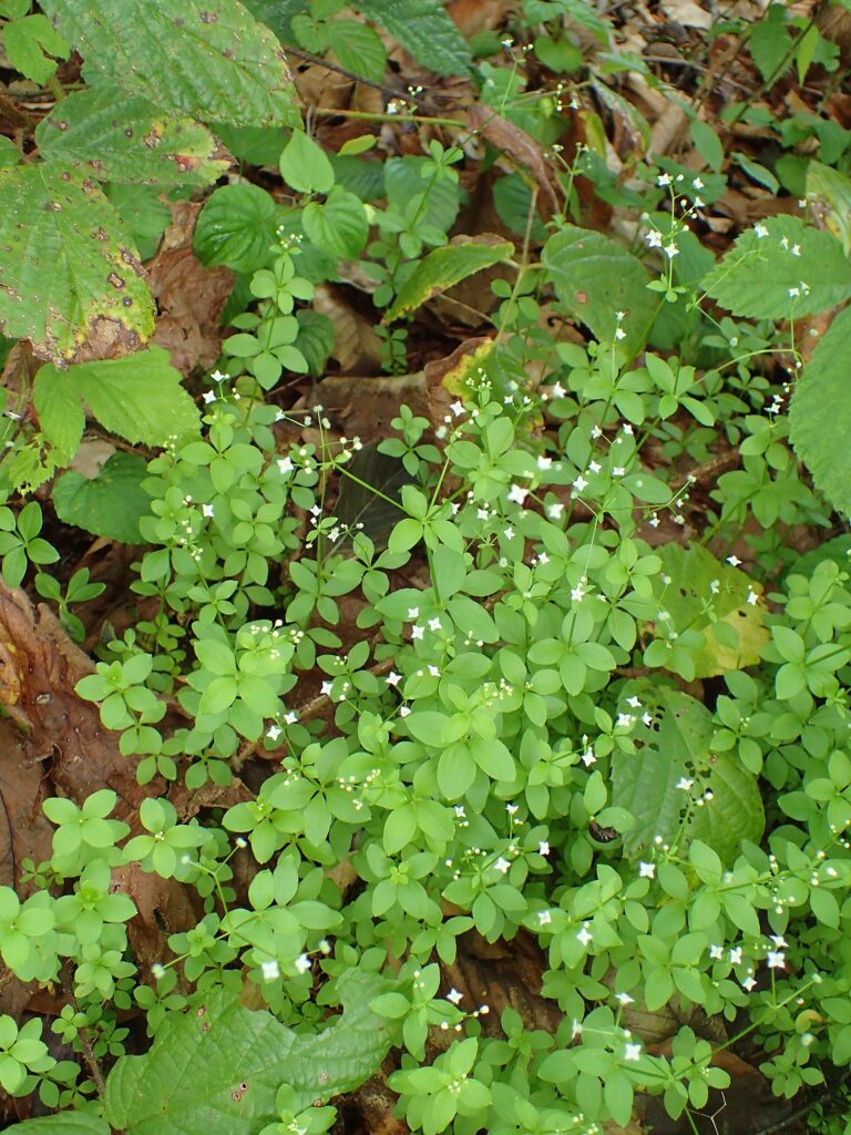 Svízel okrouhlolistý (Galium rotundifolium)