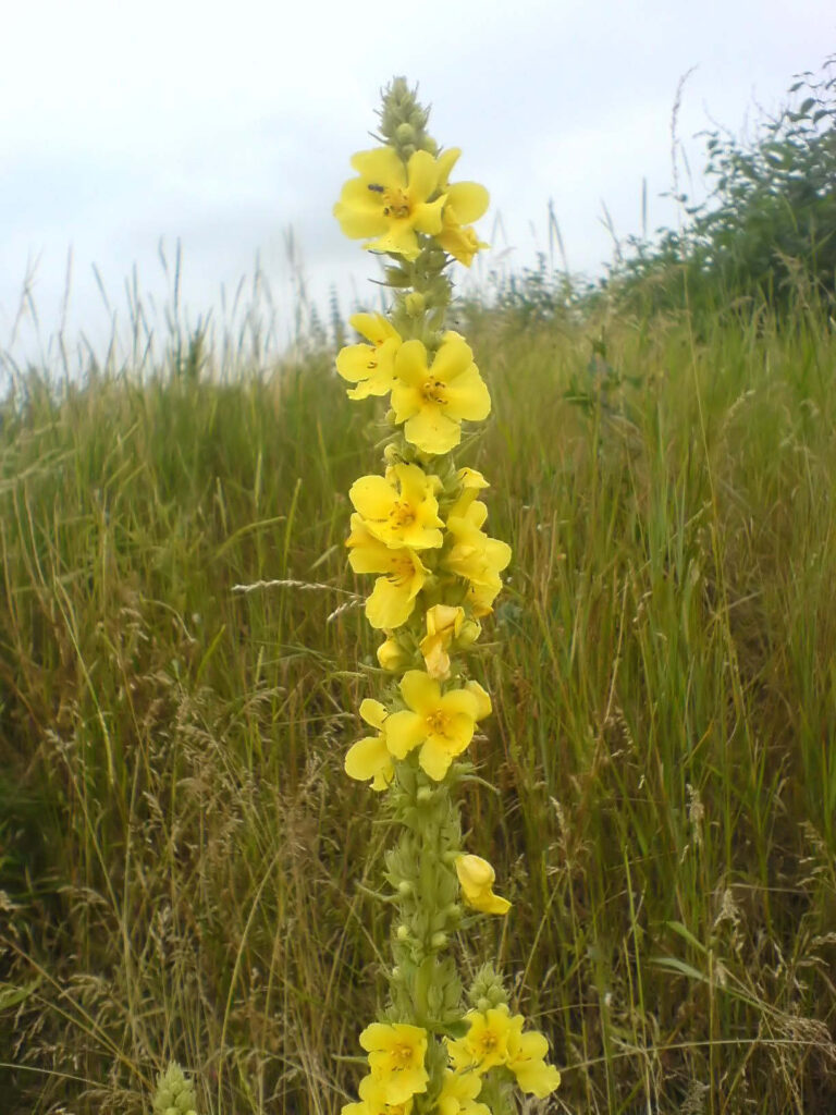 Divizna velkokvětá Divizna velkokvětá (Verbascum densiflorum)