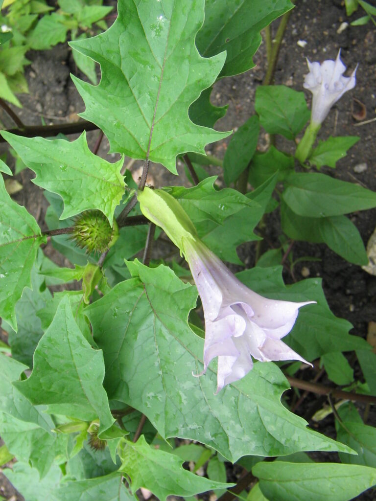 Durman obecný (Datura stramonium)