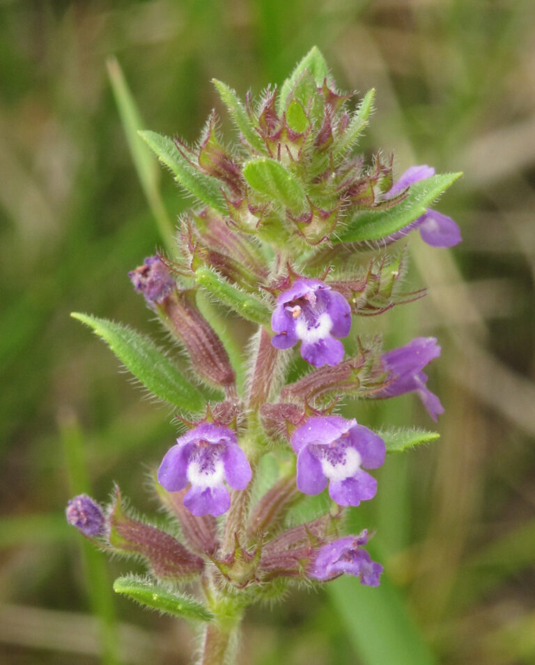 Pamětník rolní (Acinos arvensis)