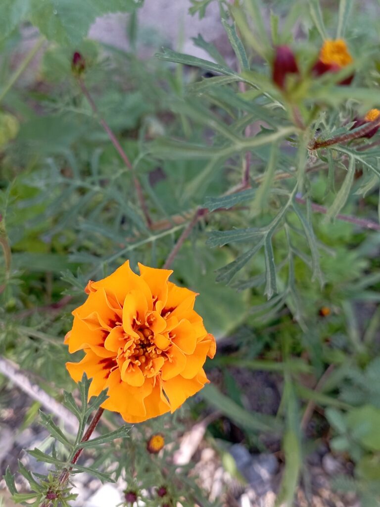 Aksamitník rozkladitý (Tagetes patula)