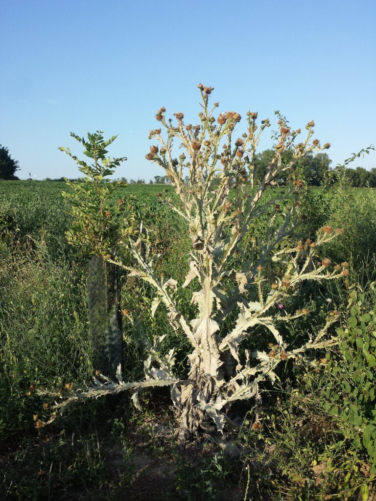 Trubil (Onopordum acanthium)