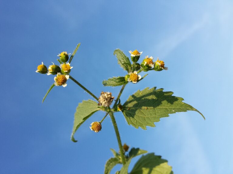 Pěťour brvitý (Galinsoga ciliata)