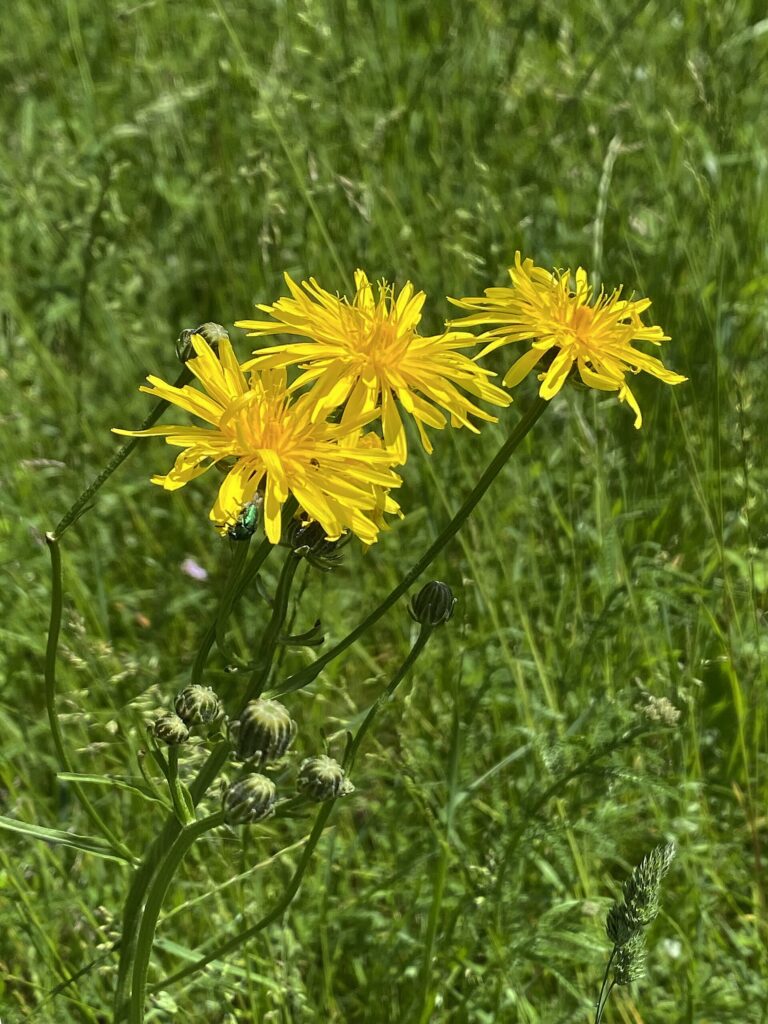 Škarda dvouletá (Crepis biennis)