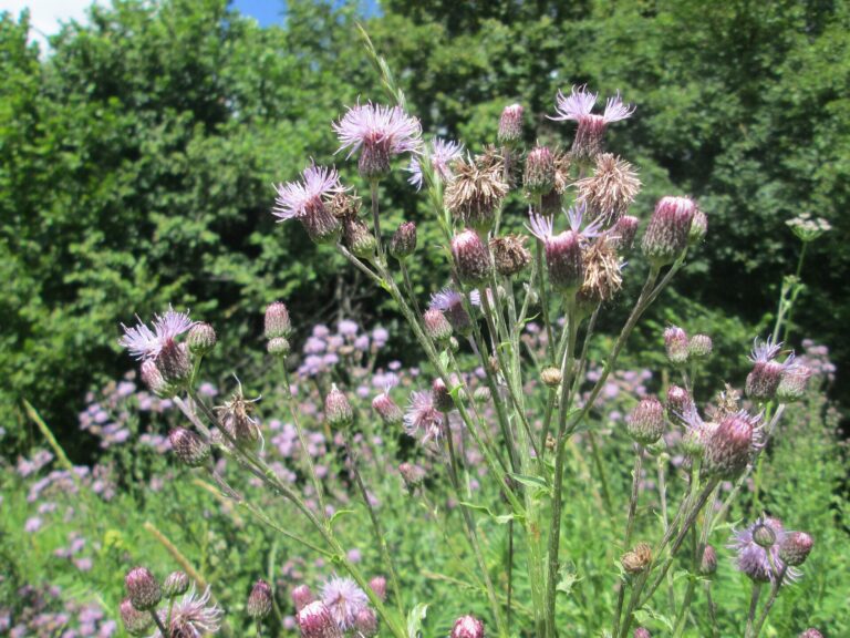 Pcháč oset (Cirsium arvense)