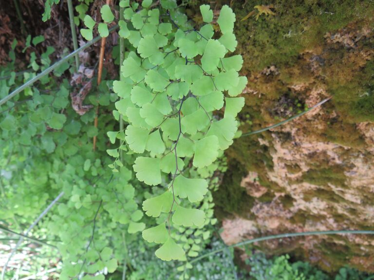 Netík venušin vlas (Adiantum capillus-veneris)