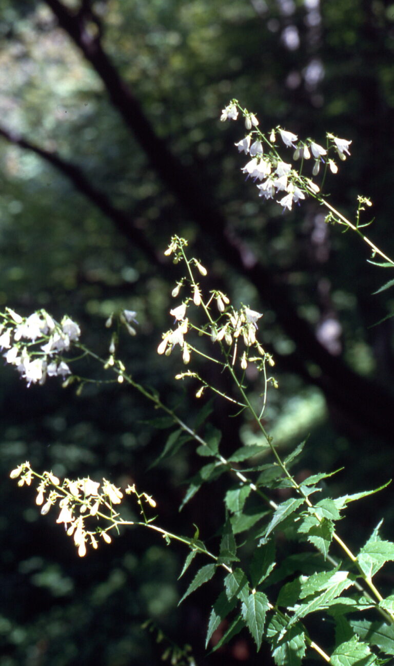 Zvonovec liliolistý (Adenophora liliifolia)