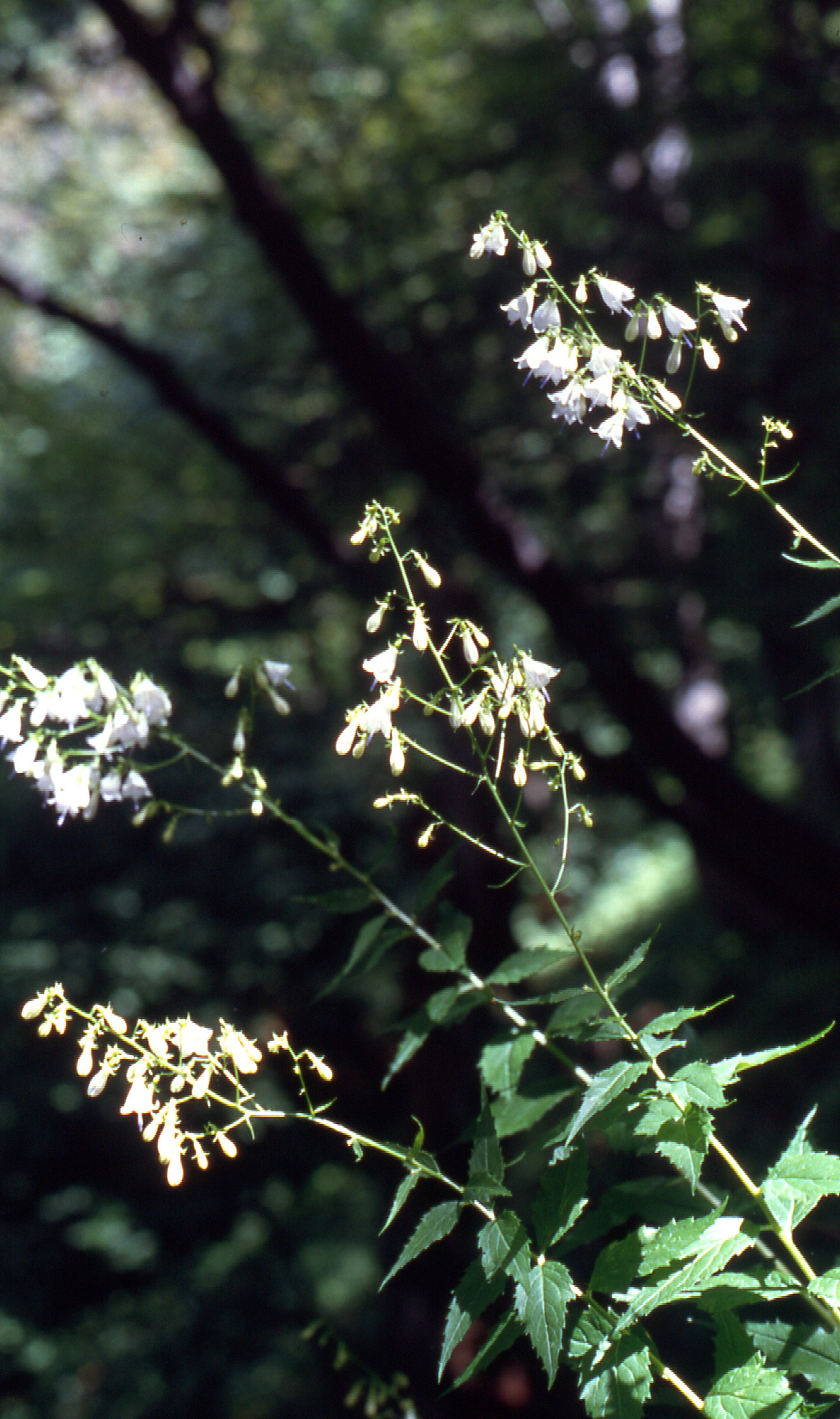 Zvonovec liliolistý