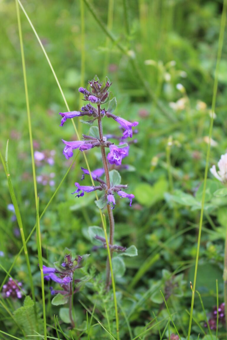 Pamětník alpínský (Acinos alpinus)