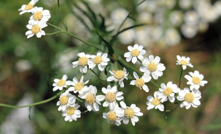 Řebříček bertrám Řebříček bertrám (Achillea ptarmica)