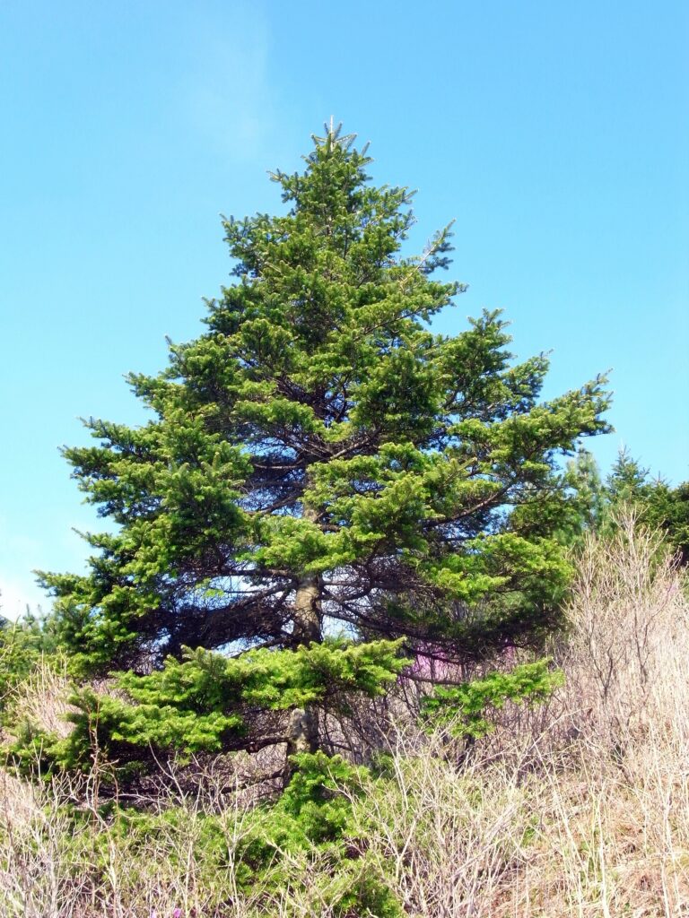 Jedle korejská (Abies koreana)