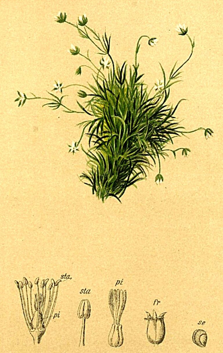 Úrazník skalní (Sagina saginoides)