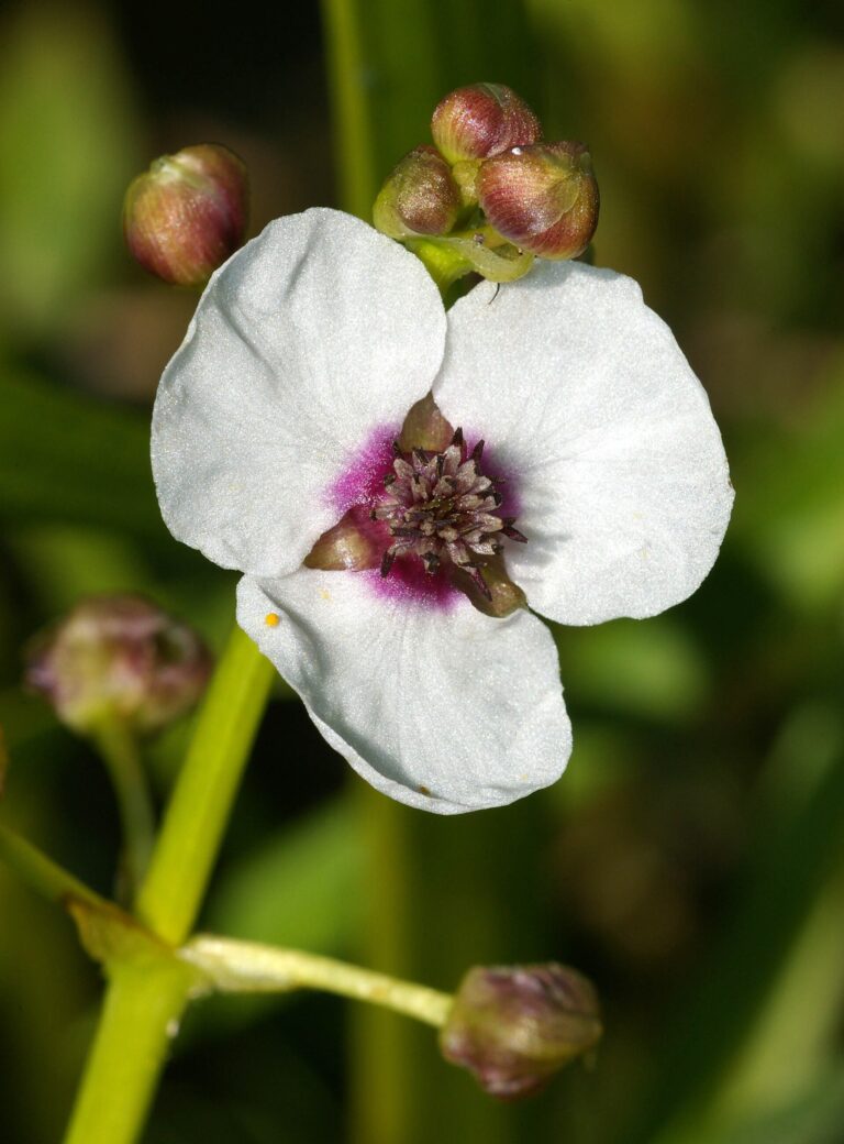 Šípatka střelolistá (Sagittaria sagittifolia)
