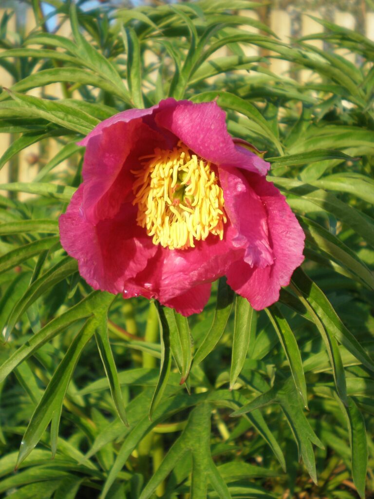 Pivoňka odchylná (Paeonia anomala)