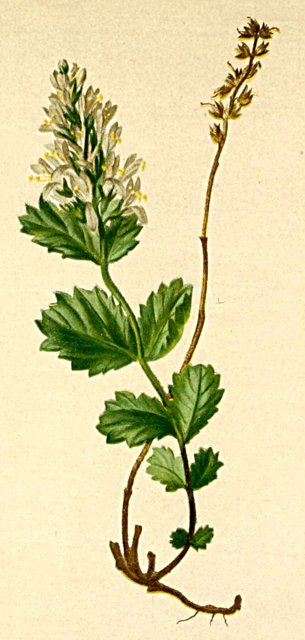 Paederota bonarota