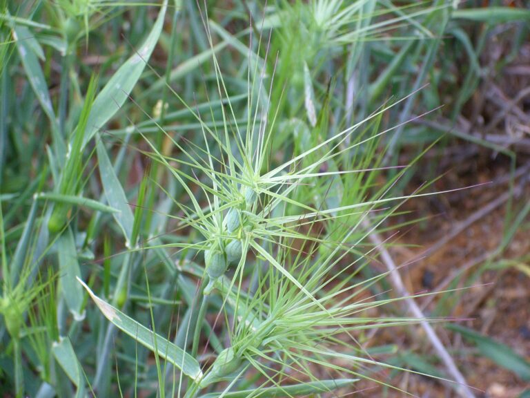 Mnohoštět vejčitý (Aegilops geniculata)